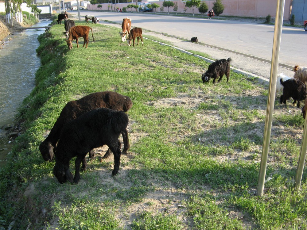 サマルカンド、路肩に居たヤギたち【ウズベキスタン（サマルカンド）】