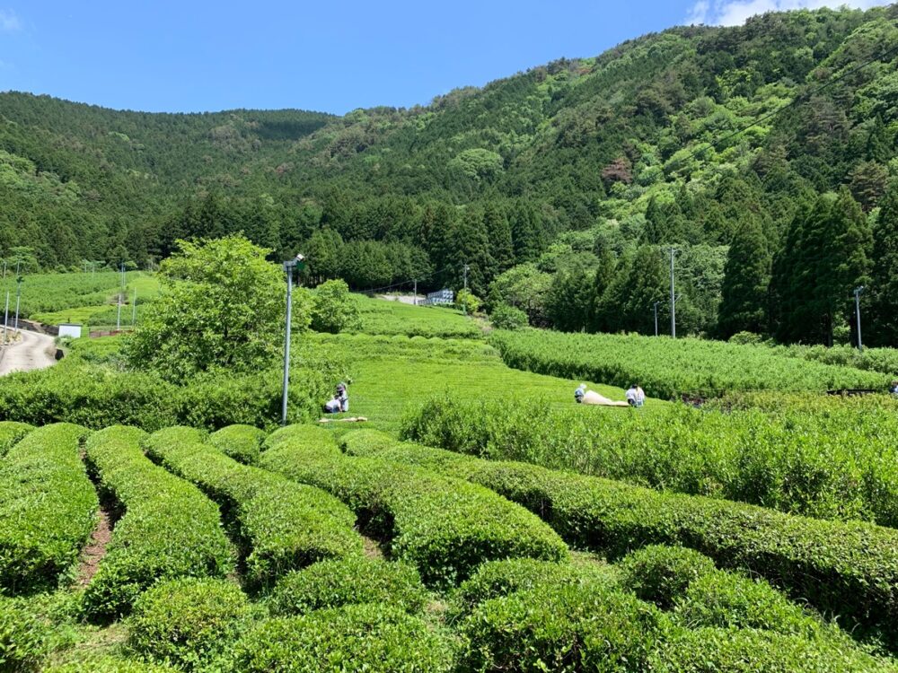岐阜のマチュピチュ 天空の茶畑（岐阜県揖斐川町）