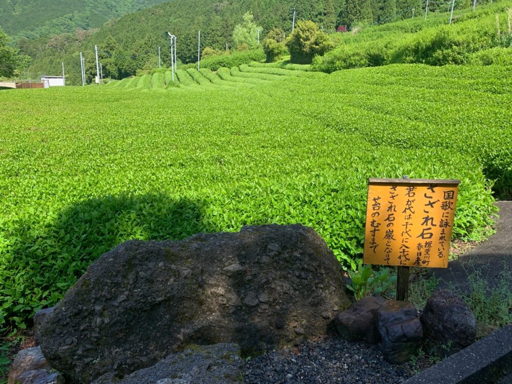 岐阜のマチュピチュ 天空の茶畑（岐阜県揖斐川町）