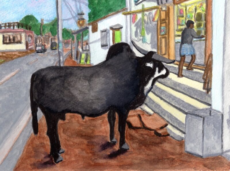 ハンピの牛（インド）