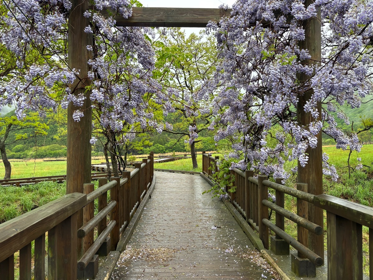 タデ原湿原（九州）