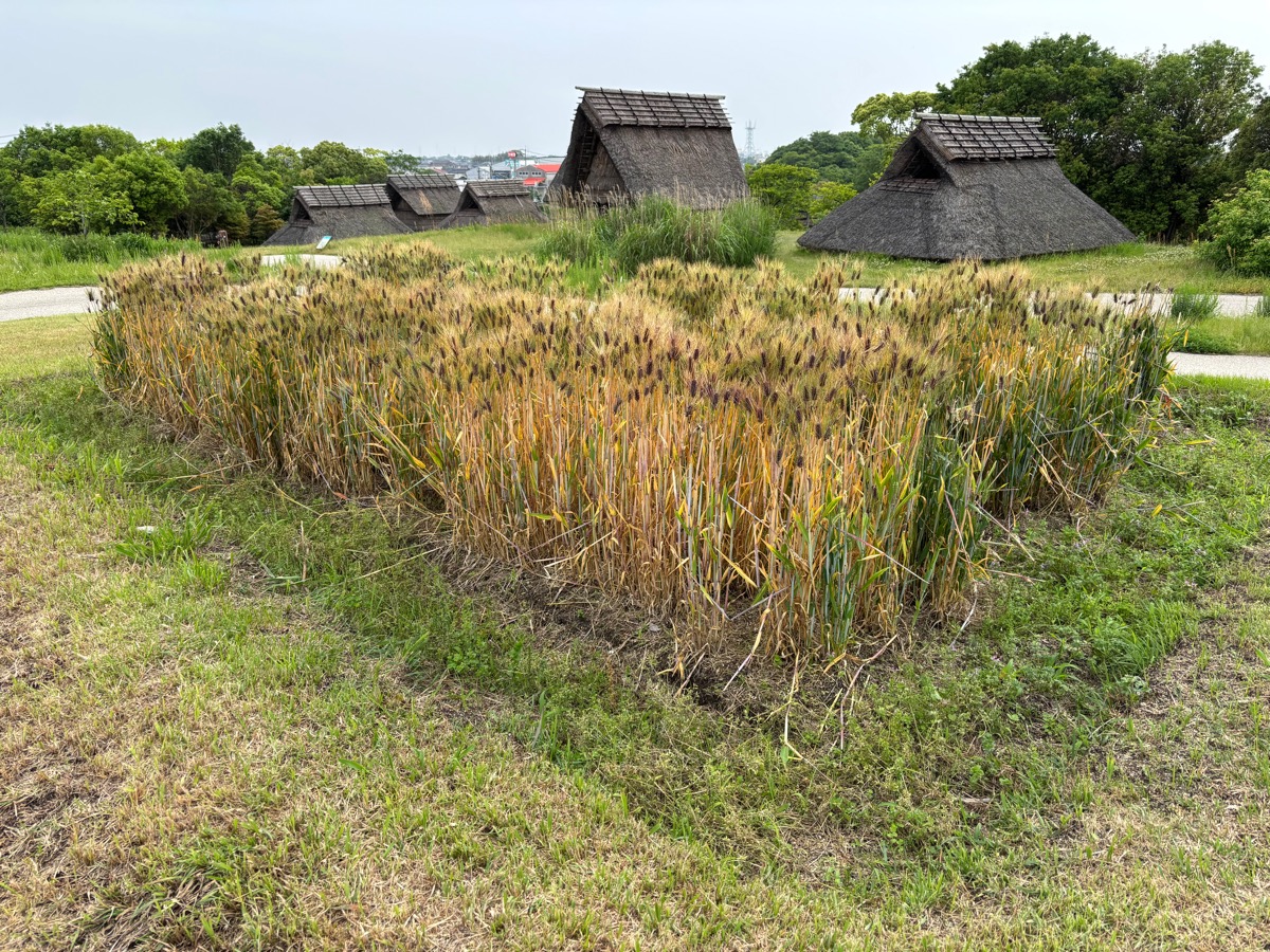 吉野ヶ里歴史公園（九州）