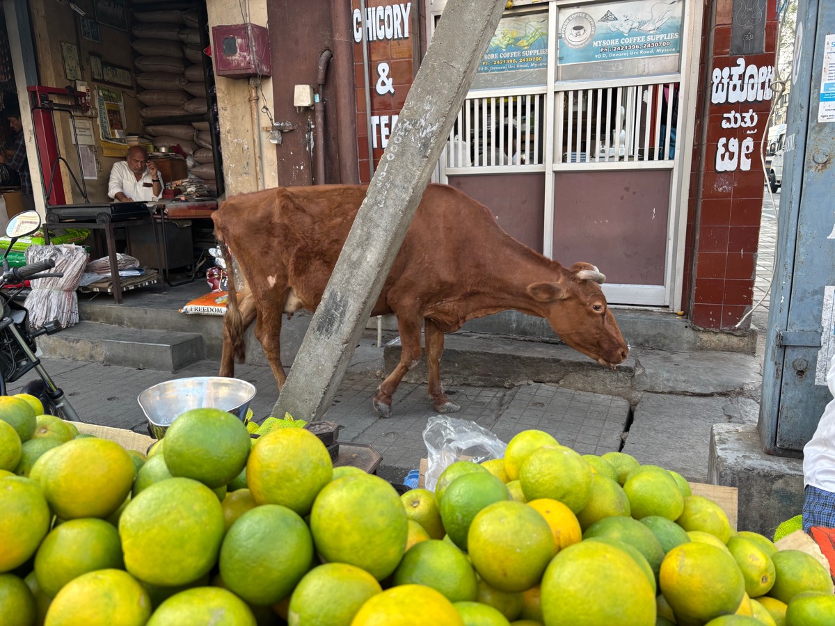 バンガロール〜マイソール(インド・カルナータカ旅②)