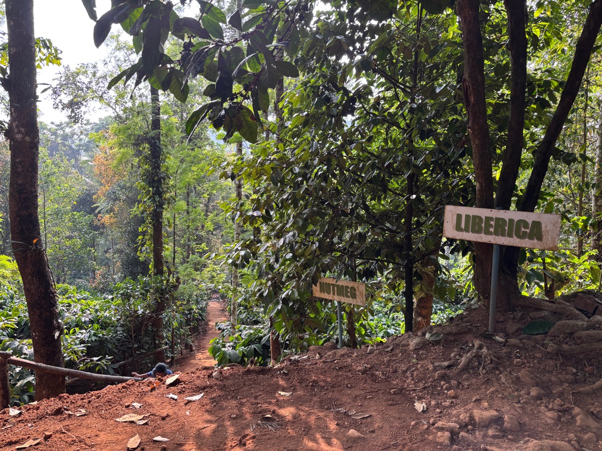 Mercara Gold Estate Coffee Plantation（インド・カルナータカ州マディケリ）