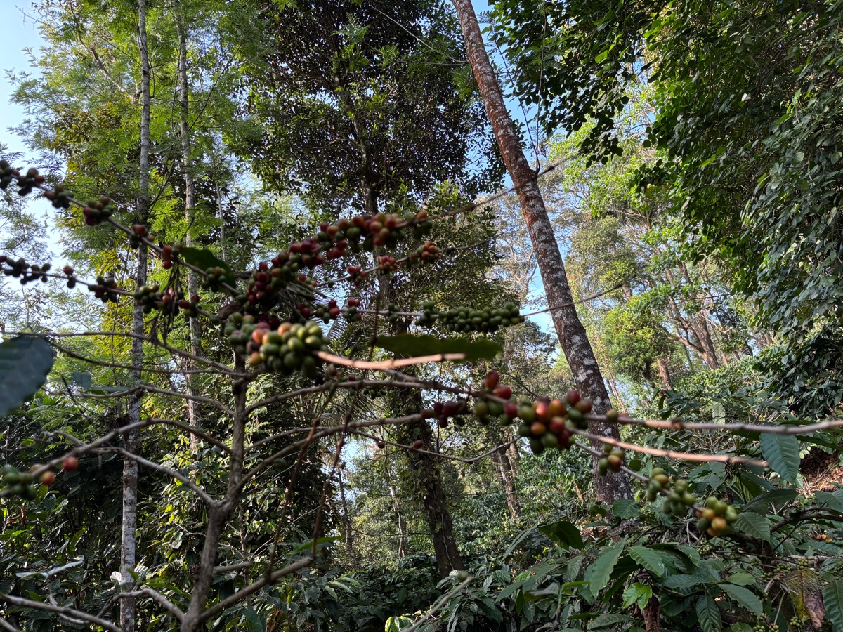 Mercara Gold Estate Coffee Plantation（インド・カルナータカ州マディケリ）