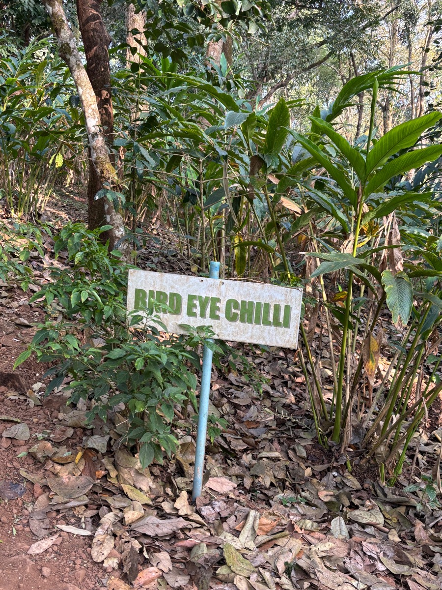 Mercara Gold Estate Coffee Plantation（インド・カルナータカ州マディケリ）