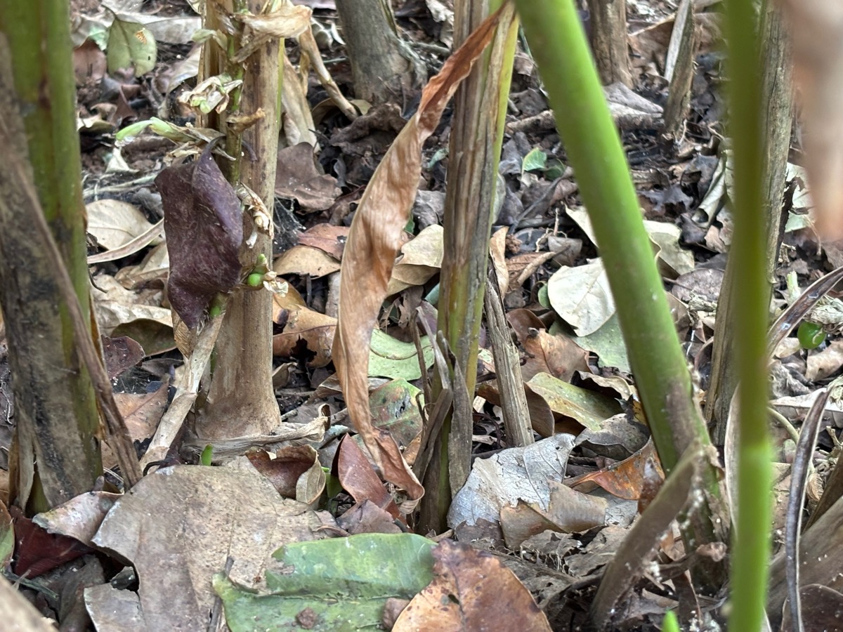 Mercara Gold Estate Coffee Plantation（インド・カルナータカ州マディケリ）