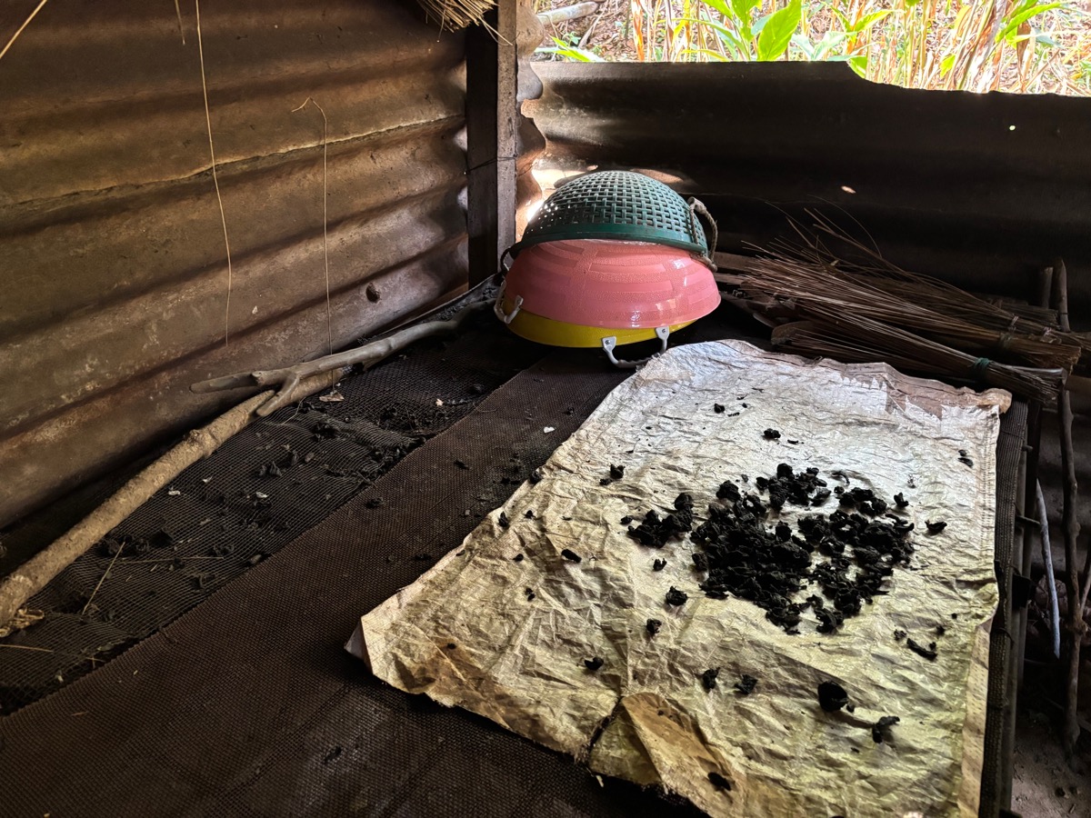 Mercara Gold Estate Coffee Plantation（インド・カルナータカ州マディケリ）