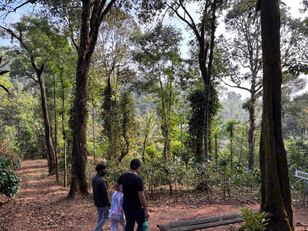 Mercara Gold Estate Coffee Plantation（インド・カルナータカ州マディケリ）