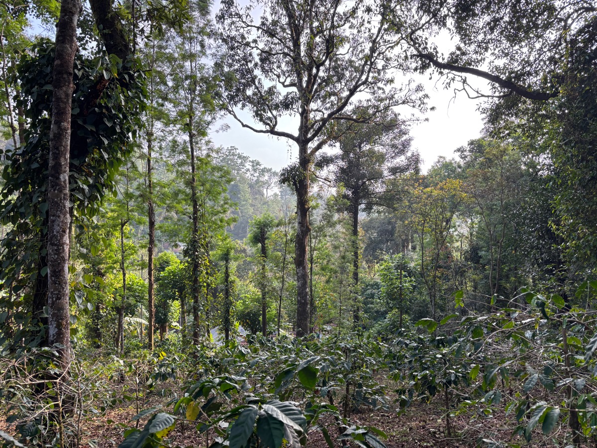 Mercara Gold Estate Coffee Plantation（インド・カルナータカ州マディケリ）