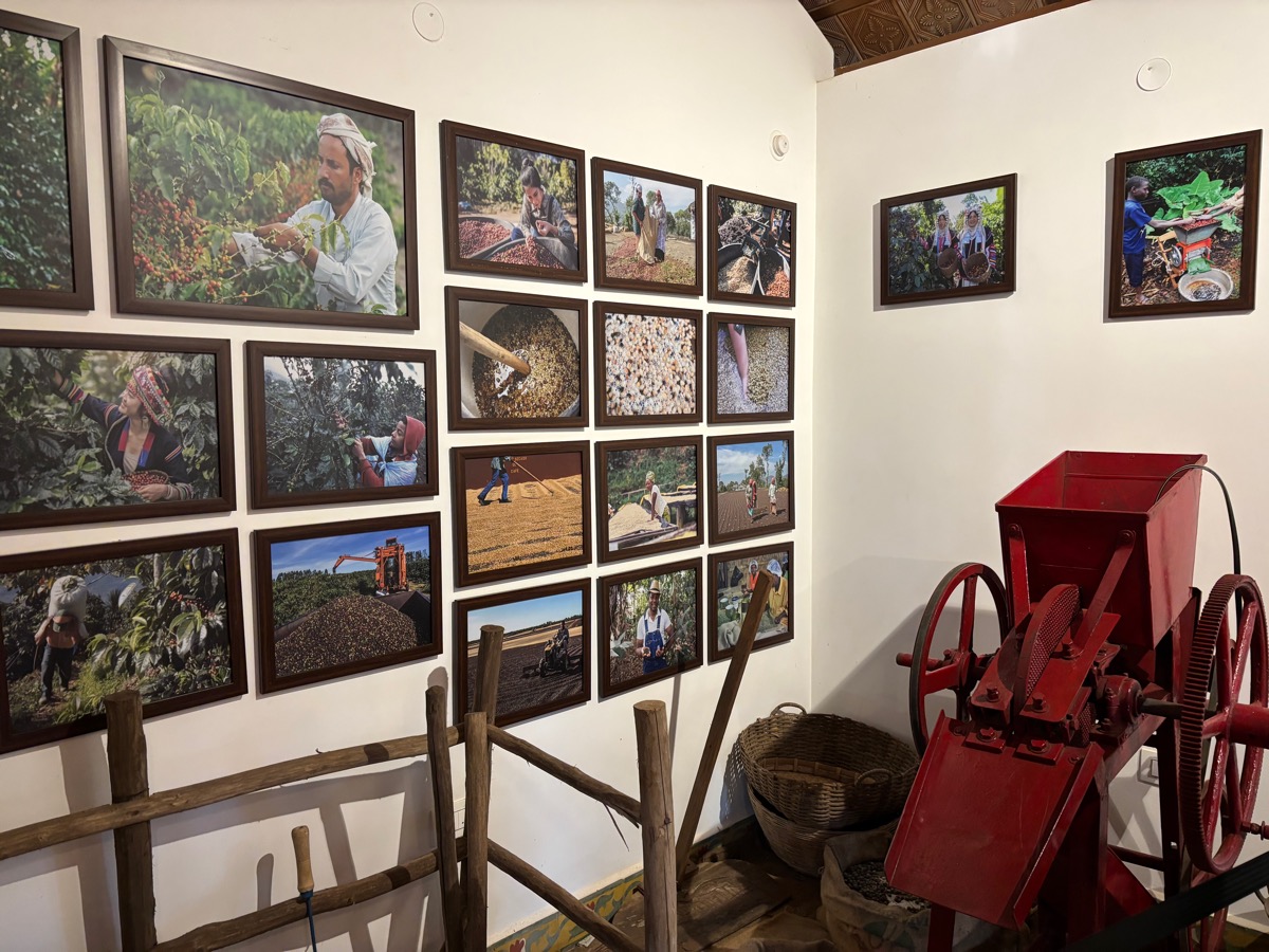 Mercara Gold Estate Coffee Plantation（インド・カルナータカ州マディケリ）