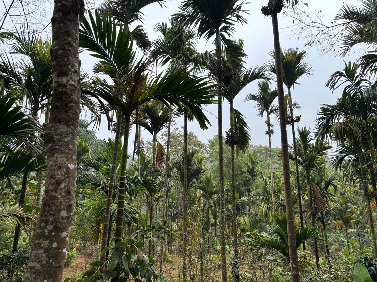 CoorgExpress Coorg Cooking Class（インド・カルナータカ州マディケリ）