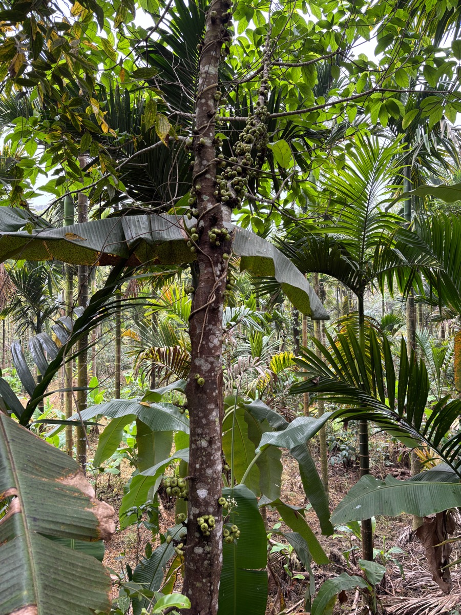 CoorgExpress Coorg Cooking Class（インド・カルナータカ州マディケリ）