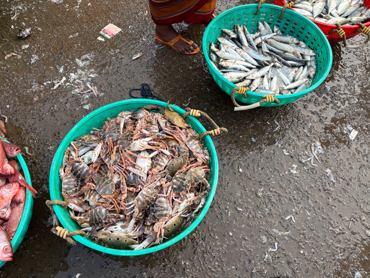 フィッシュマーケット（インド・カルナータカ州ウドゥピ）