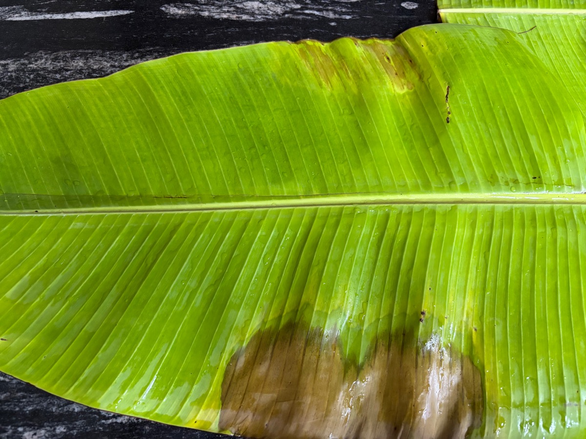 Hotel Narayana（インド・カルナータカ州マンガロール）