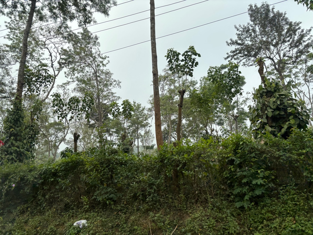 マディケリ（インド・カルナータカ旅④）