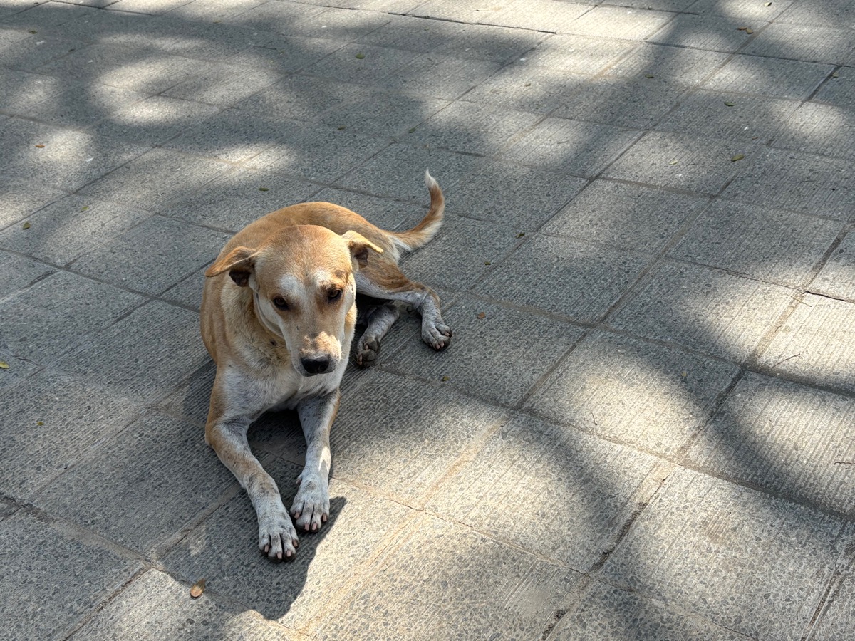 ソムナートプルのケーシャヴァ寺院（インド・カルナータカ州）