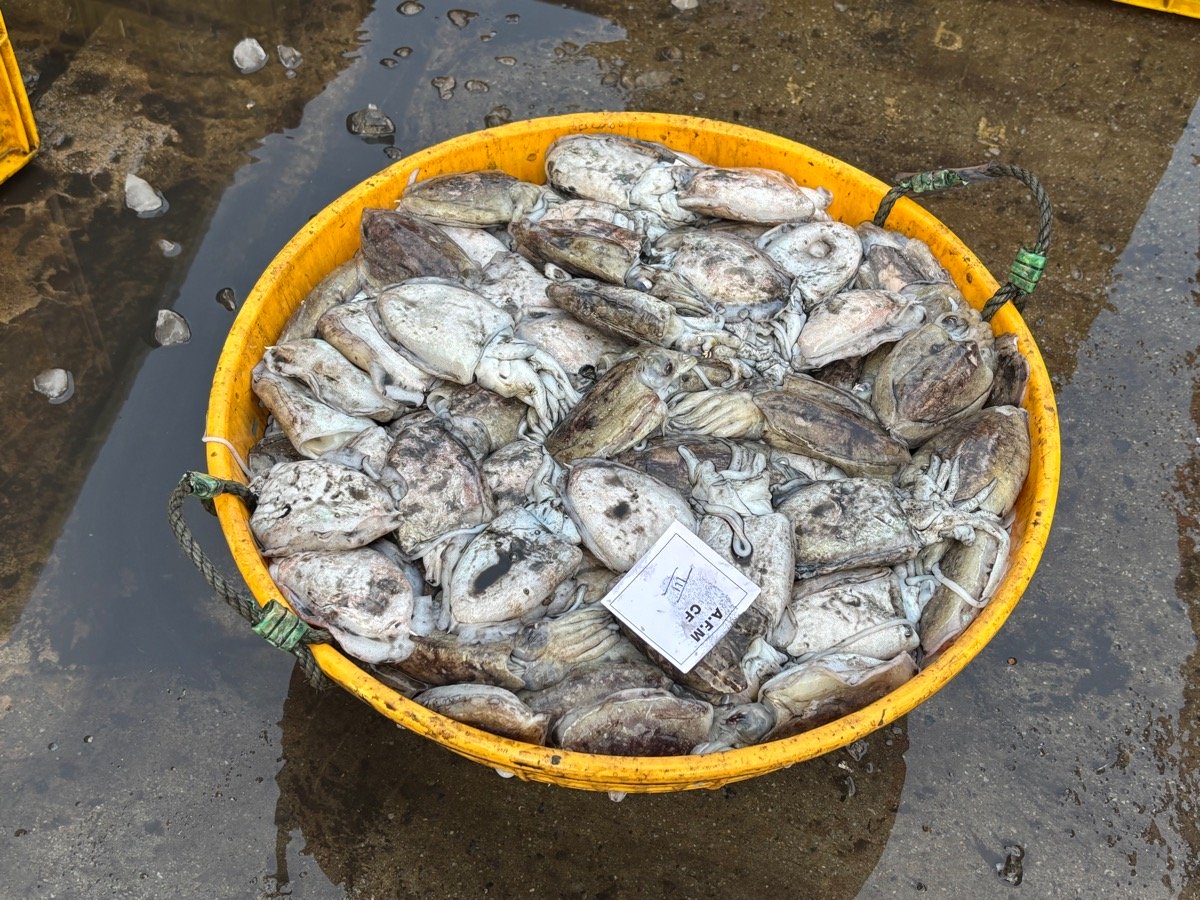 フィッシュマーケット(インド・カルナータカ州ウドゥピ)