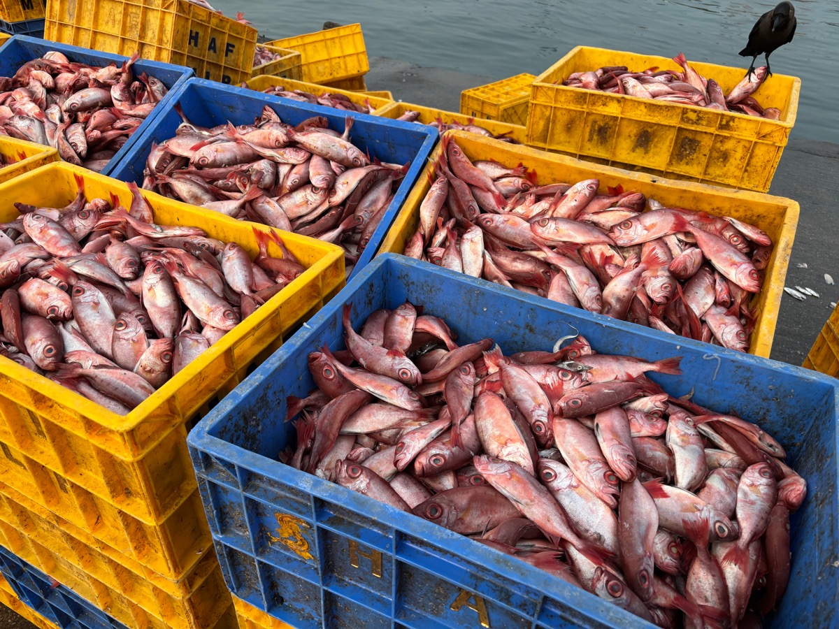フィッシュマーケット(インド・カルナータカ州ウドゥピ)