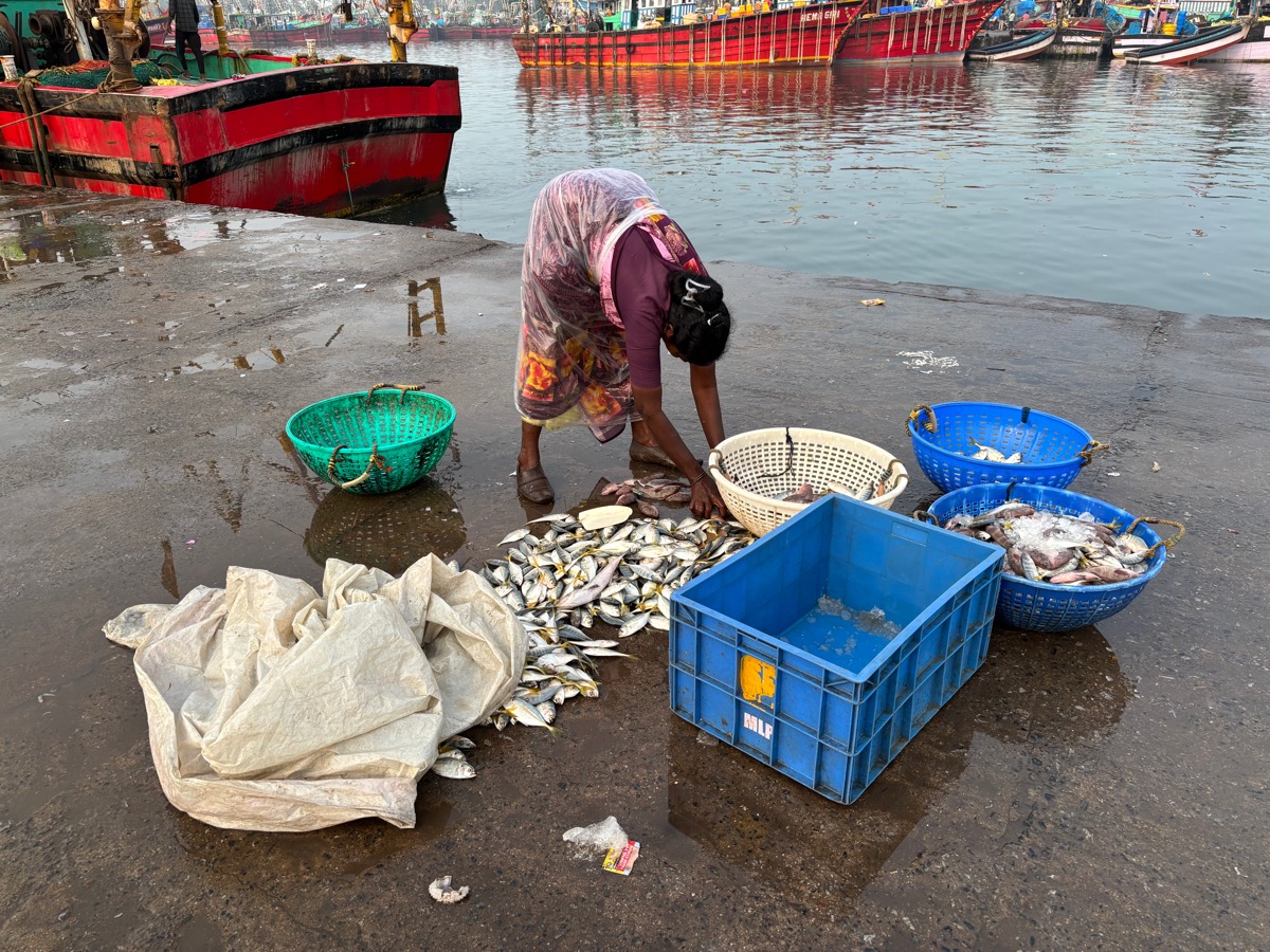 フィッシュマーケット(インド・カルナータカ州ウドゥピ)