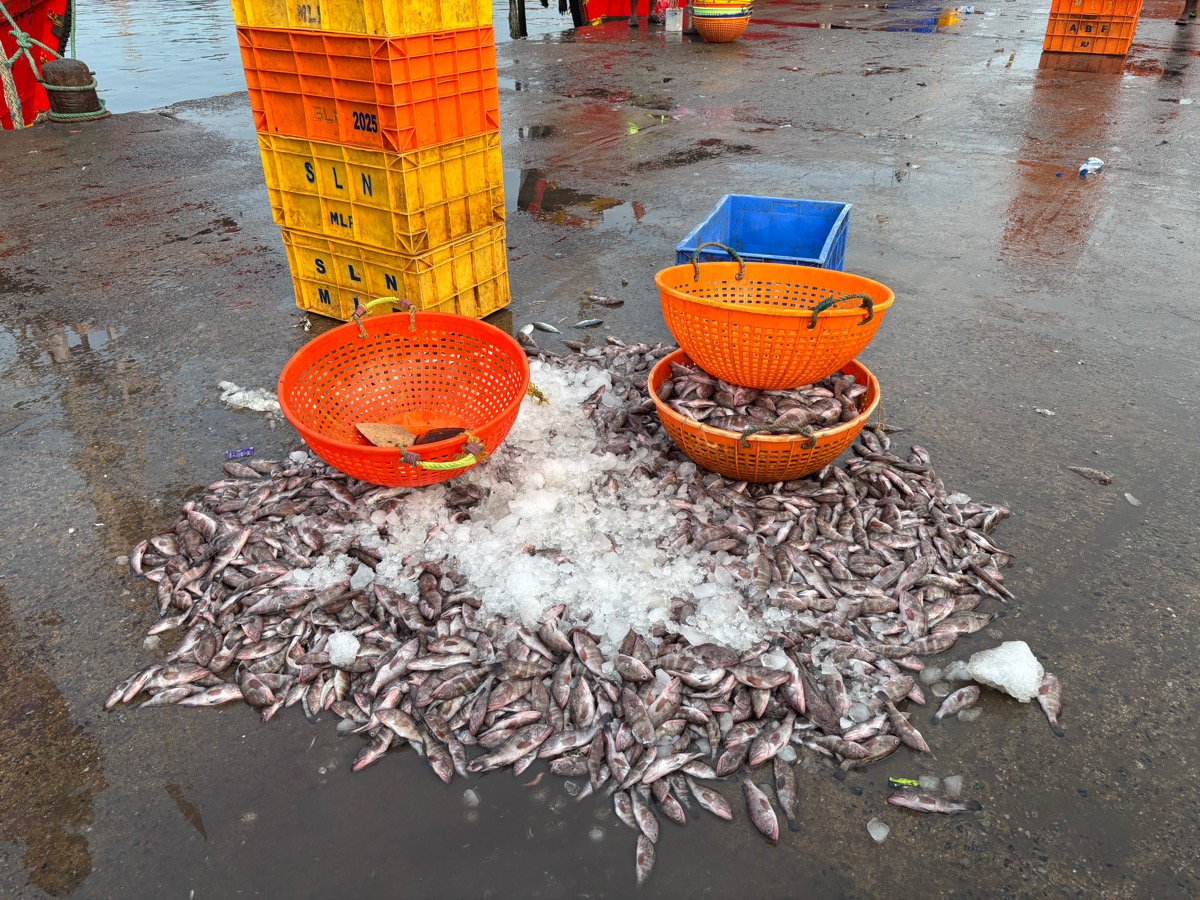 フィッシュマーケット(インド・カルナータカ州ウドゥピ)